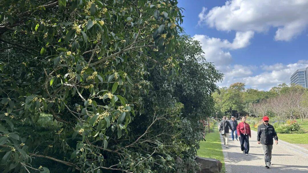 迟到得离谱！桂花终于香了